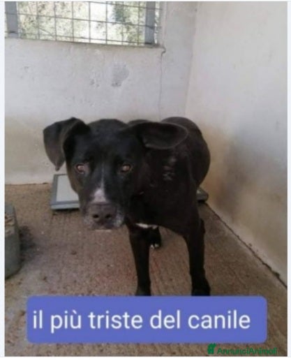 Meticcio cani Aston mix molossino 4anni il +triste del canile! a Città metropolitana di Milano - Annuncio 42