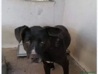 Meticcio cani Aston mix molossino 4anni il +triste del canile! a Città metropolitana di Milano - Annuncio 21