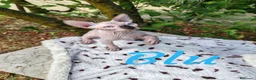 Sphynx gatti in vendita: Disponibili splendidi cuccioli di Sphynx ✨ - Annuncio 3