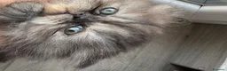 Persiano gatti in vendita: Cuccioli persiani ipertipici - Annuncio 8