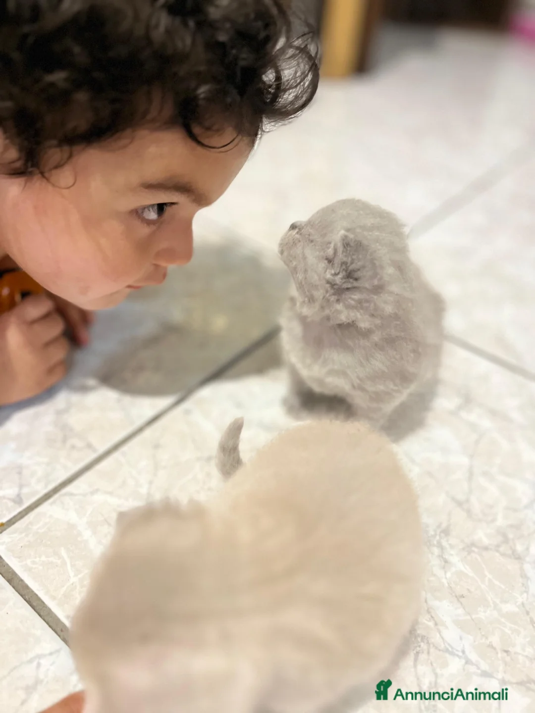 Scottish gatti in vendita: Gattini Scottish Fold/Straight - Annuncio 6