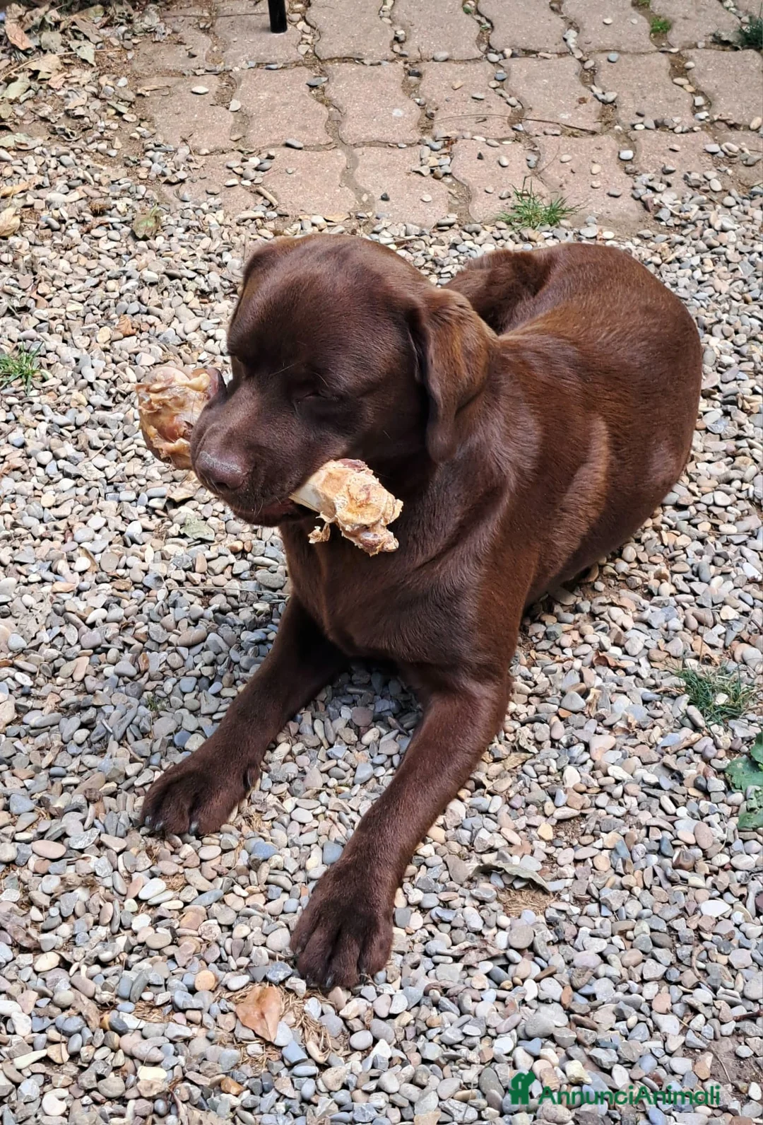 Labrador cani in regalo: Cucciolona labrador cioccolato a Città metropolitana di Roma Capitale - Annuncio 3
