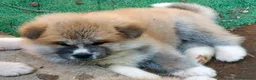 Akita Inu cani in vendita: CUCCIOLI DI AKITA DA ALLEVAMENTO ENCI - Annuncio 4