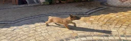 Pastore Belga cani in vendita: Femmine Pastore Belga Malinois - Annuncio 4