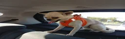 Chihuahua cani per accoppiamento: chiwuwua  - Annuncio 8
