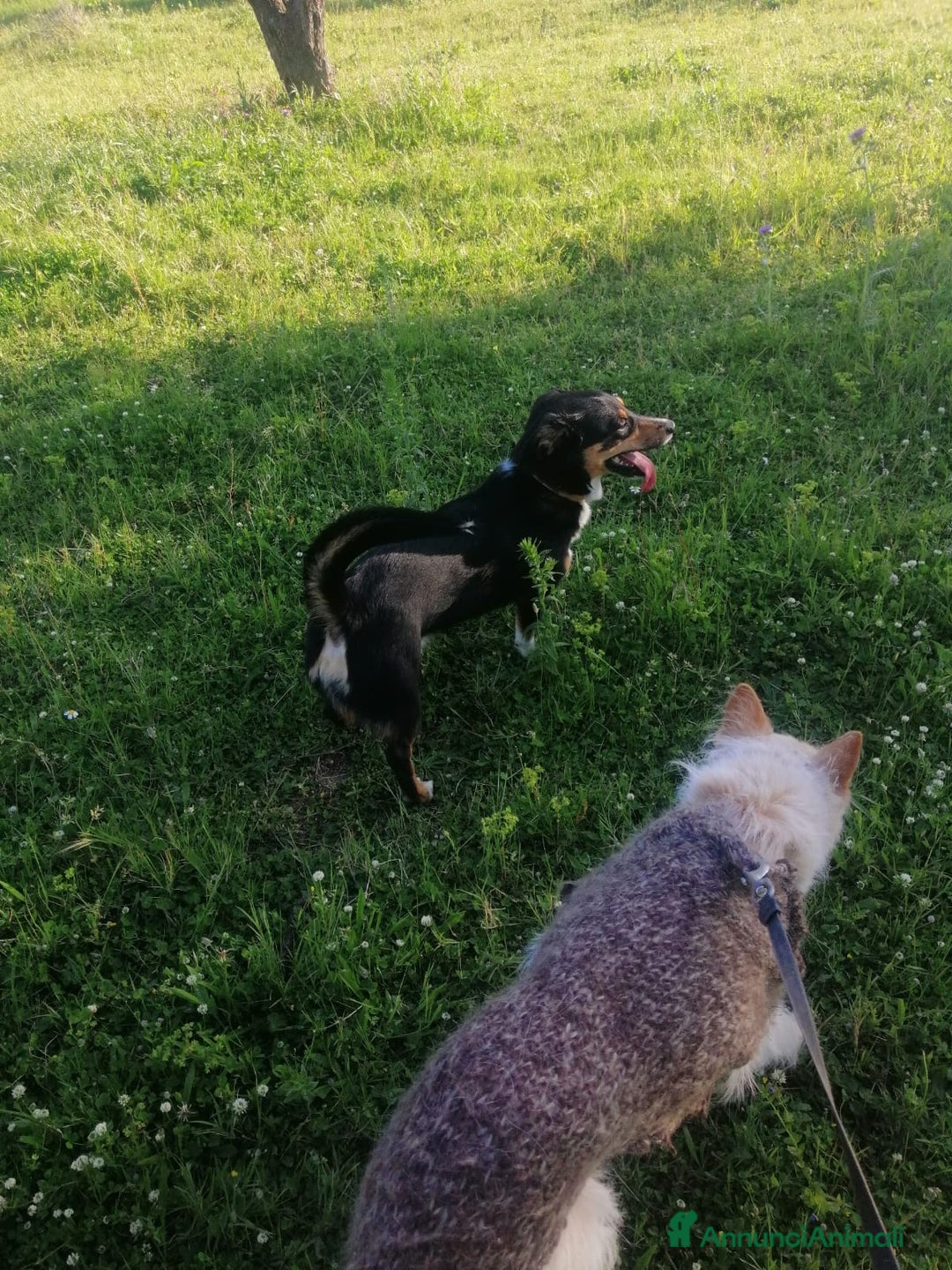 Meticcio cani in regalo: OSCAR 💙 - taglia medio piccola cerca casa!!! 😍 - Annuncio 8