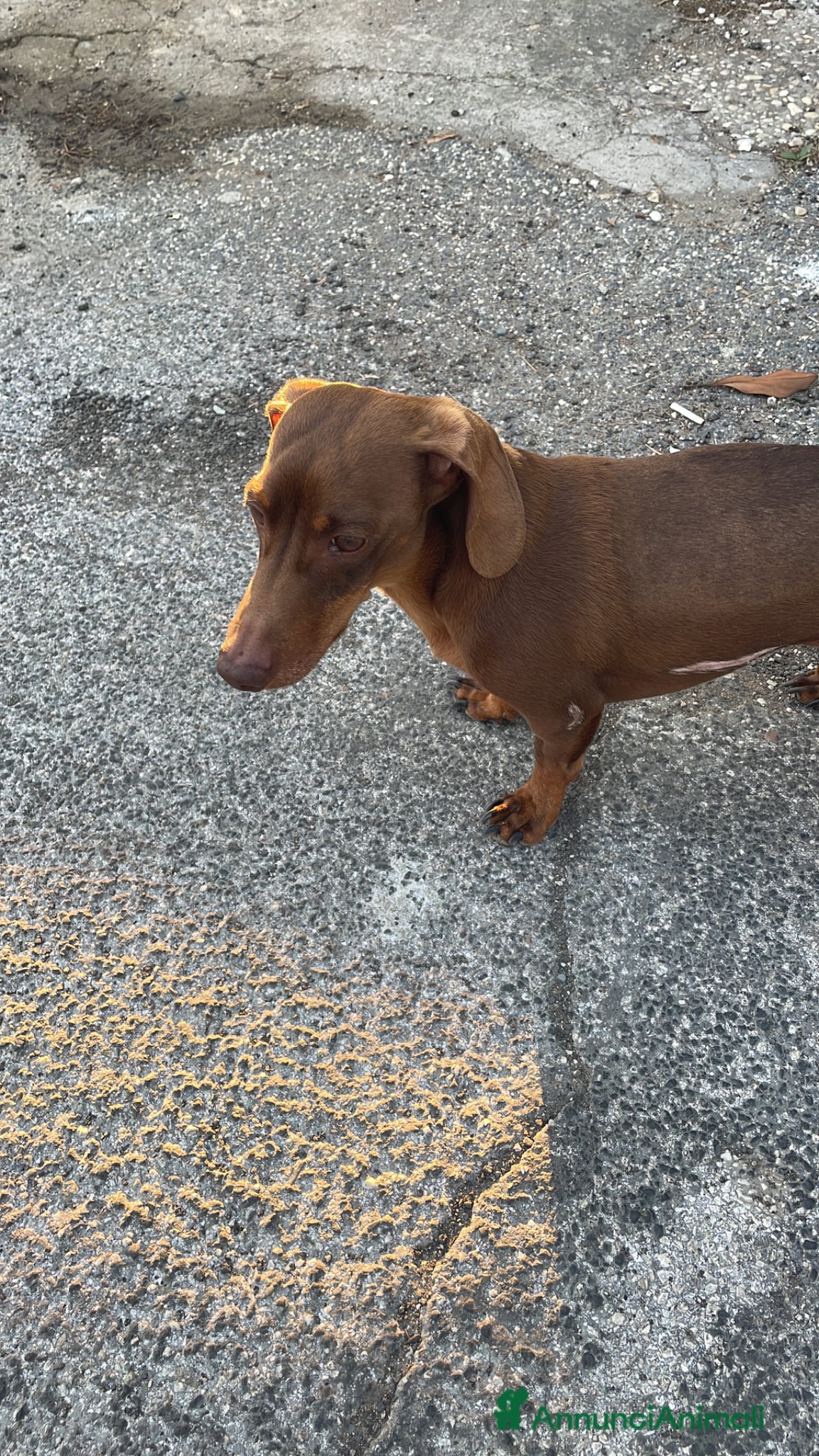 Bassotto cani Bassottini nani - Annuncio 2