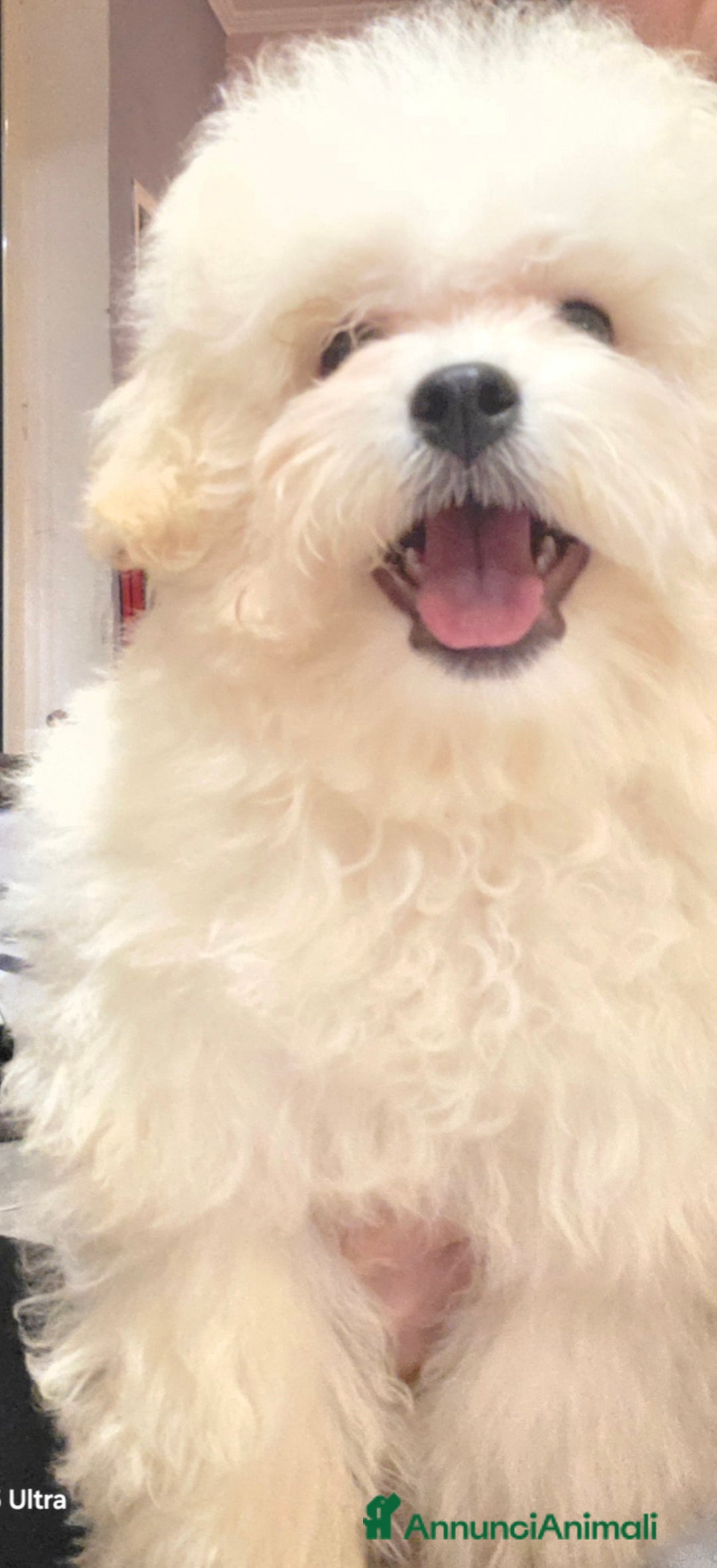 Meticcio cani in vendita: Maltipoo toy - Annuncio 14