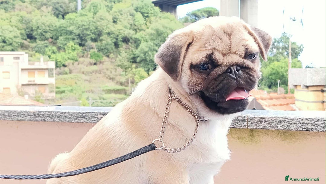 Carlino cani in vendita: Cucciolo Maschio Carlino - Annuncio 6