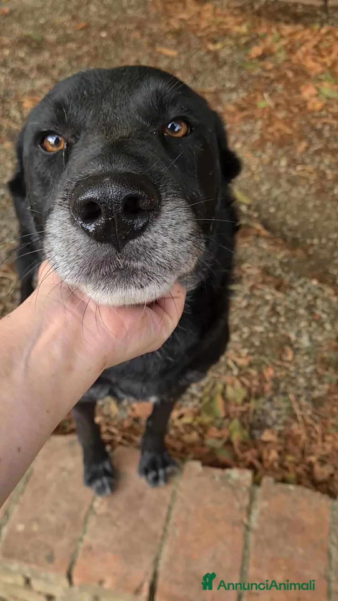 Meticcio cani in regalo: NATHAN, fantastico pastorino in nero! - Annuncio 2
