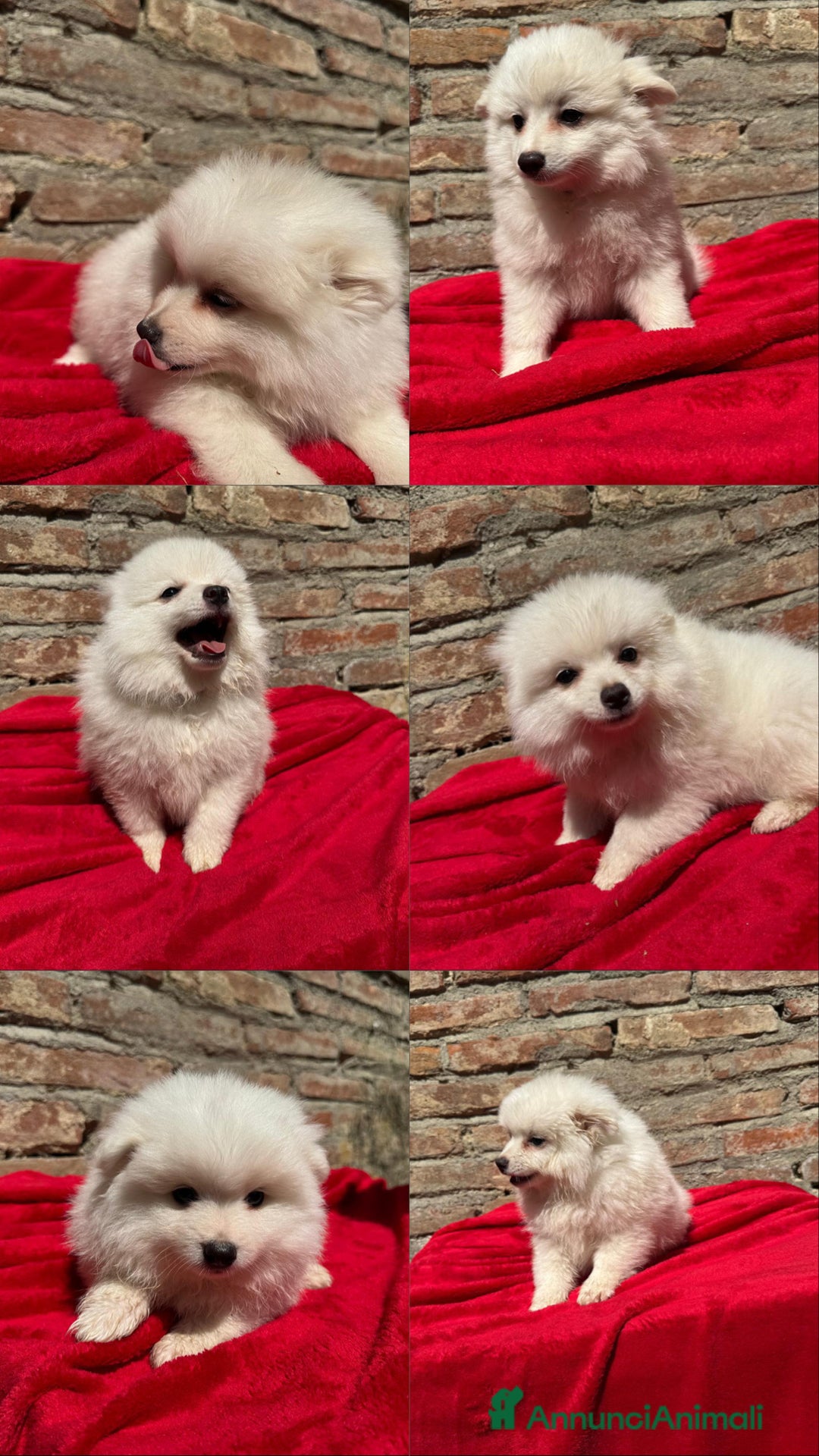 Volpino Italiano cani in vendita: Volpino italiano  a Provincia di Lucca - Immagine 6