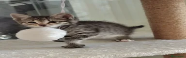 Siberiano 3