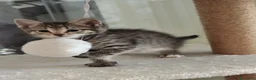 Siberiano gatti in vendita: Cuccioli di siberiano  - Annuncio 7