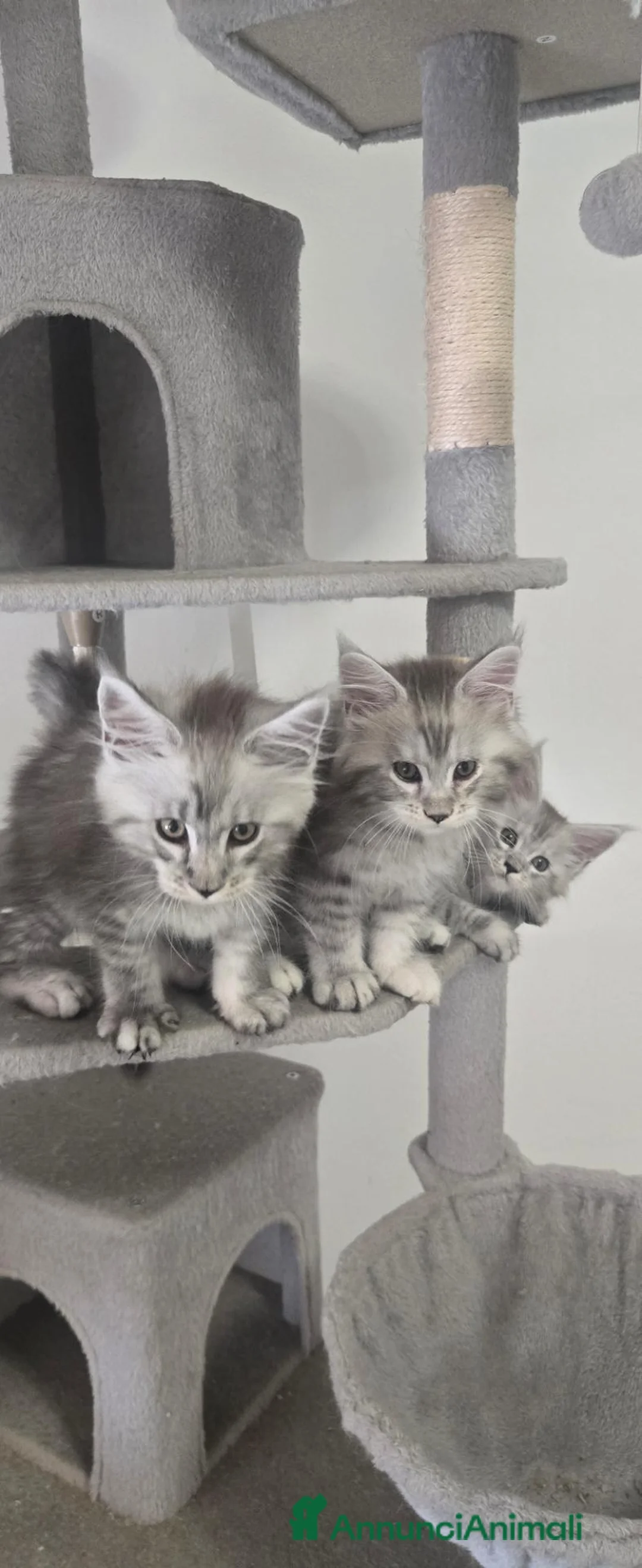 Maine Coon gatti in vendita: Stupendi cuccioli Silver pedigree da compagnia  - Annuncio 2