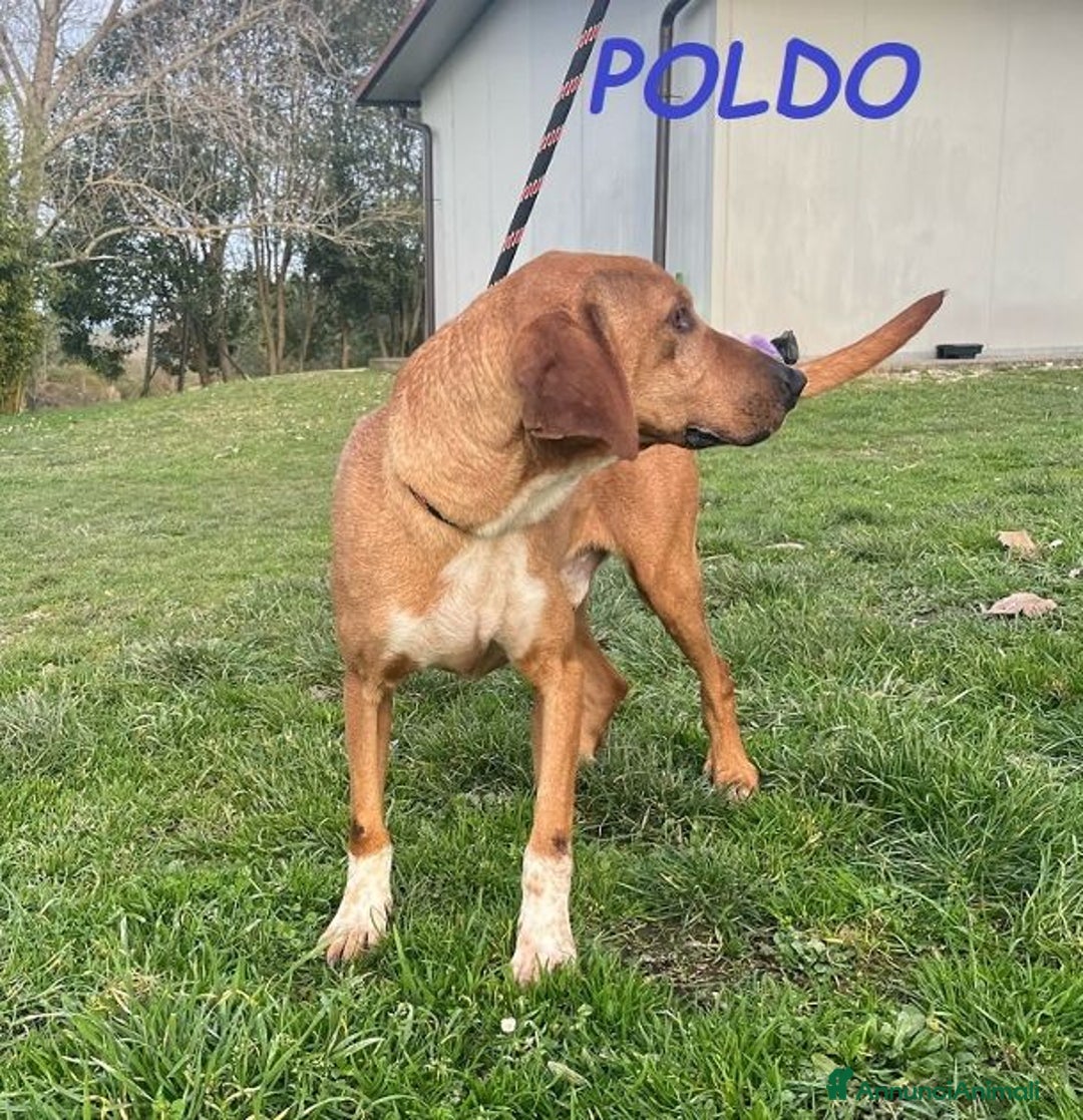 Meticcio cani in regalo: POLDO esuberante,affettuoso e buono 5-6anni - Annuncio 4
