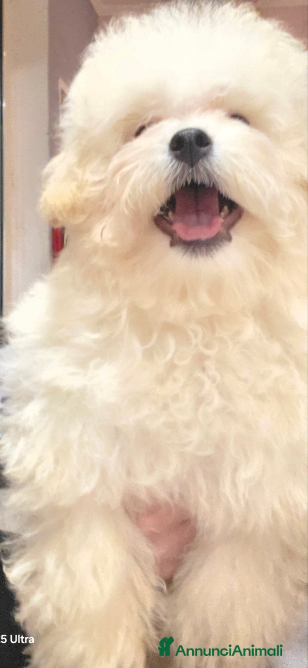 Meticcio cani in vendita: Maltipoo toy - Annuncio 6