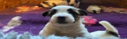 Jack Russell cani in vendita: Jack Russell terrier pelo ruvido  - Annuncio 1
