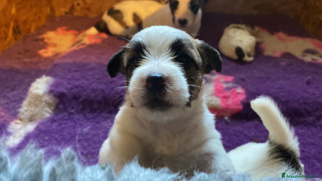 Jack Russell cani in vendita: Jack Russell terrier pelo ruvido  - Annuncio 1