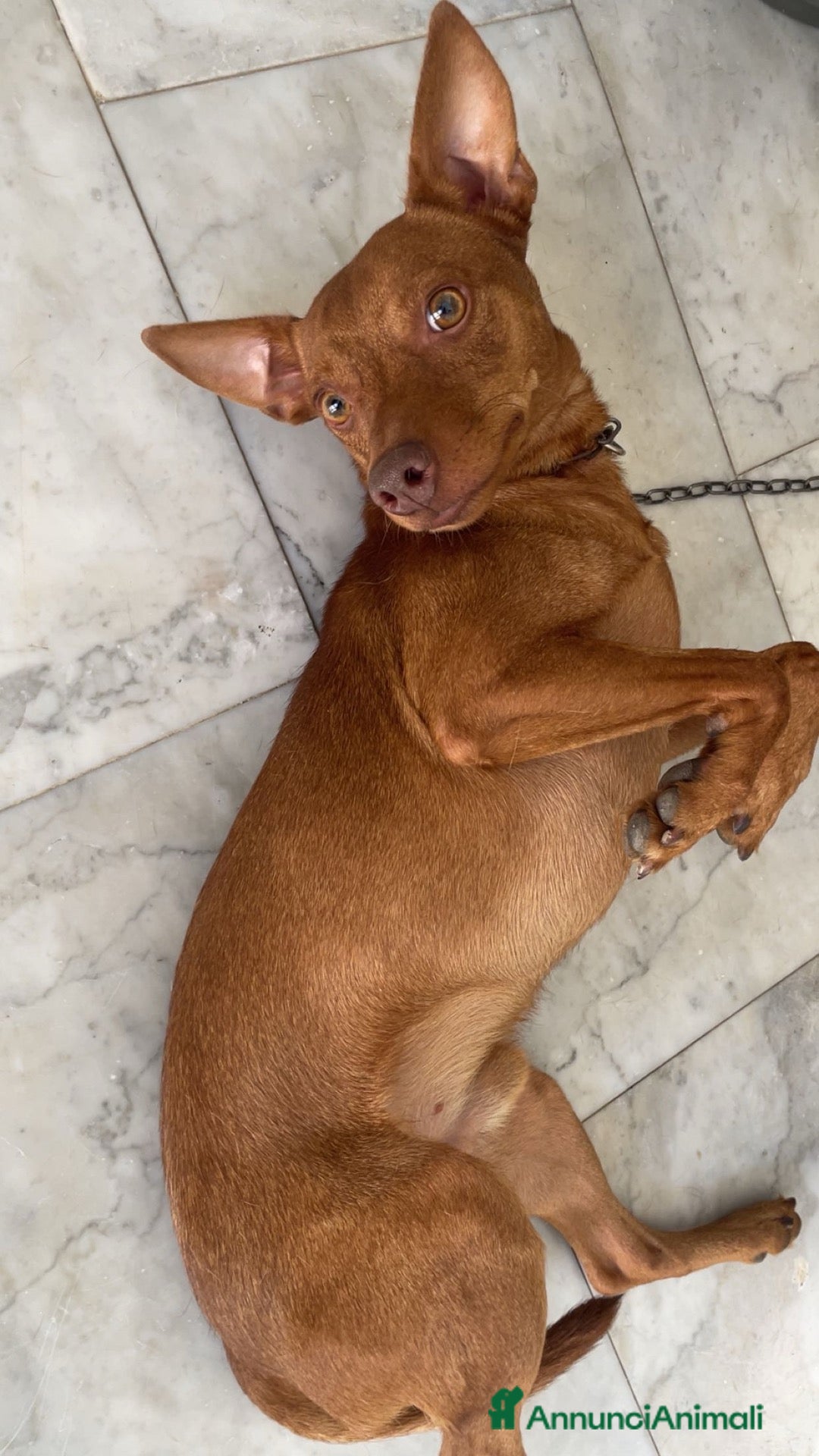 Pinscher Miniatura cani Pinger  - Annuncio 1