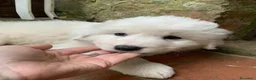 Pastore Maremmano cani in vendita: Cuccioli Pastore Maremmano Abruzzese - Annuncio 4