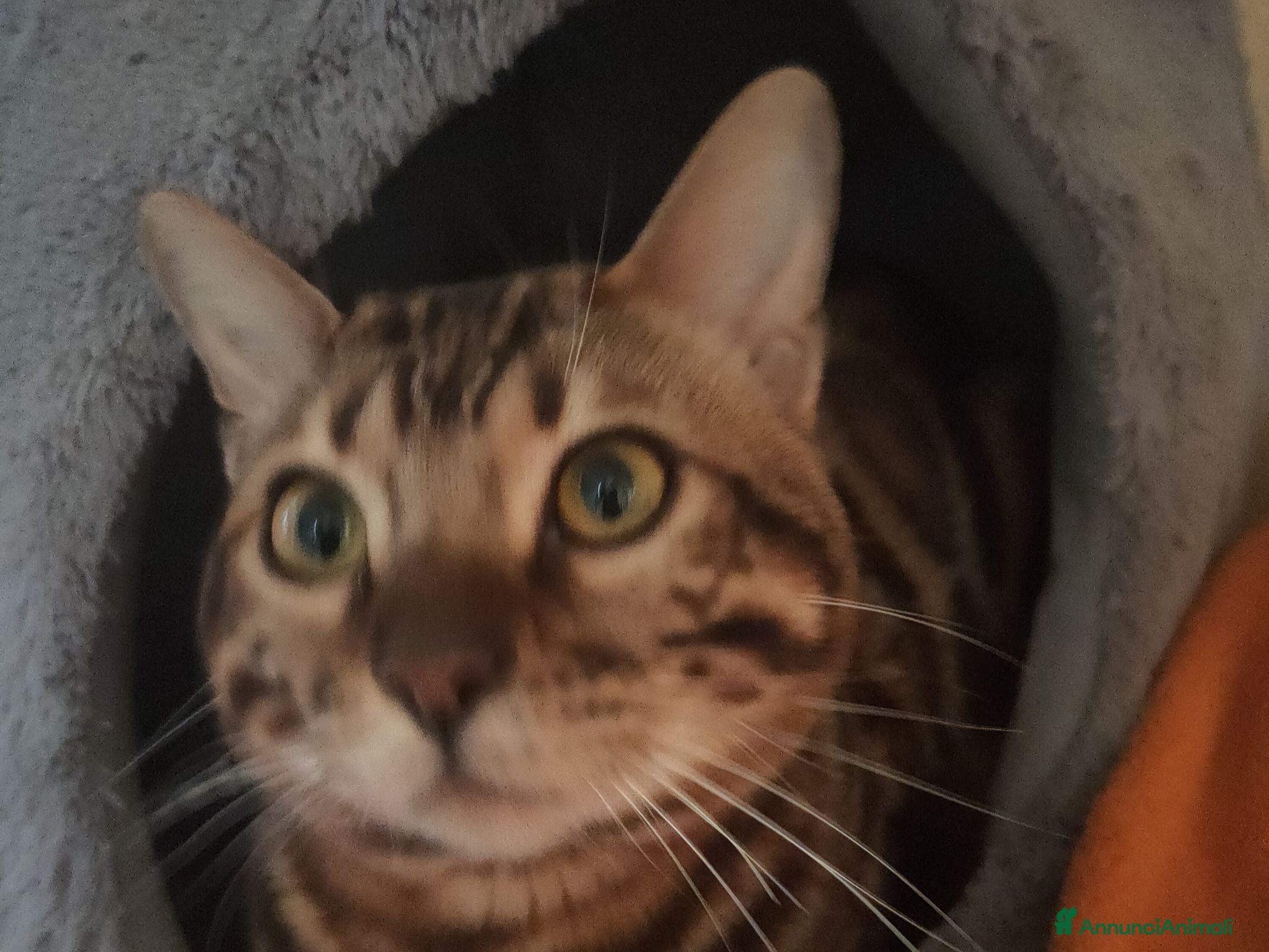 Bengala gatti Gatto del Bengala Maschio  - Annuncio 3