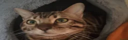 Bengala gatti in vendita: Gatto del Bengala Maschio  - Annuncio 1
