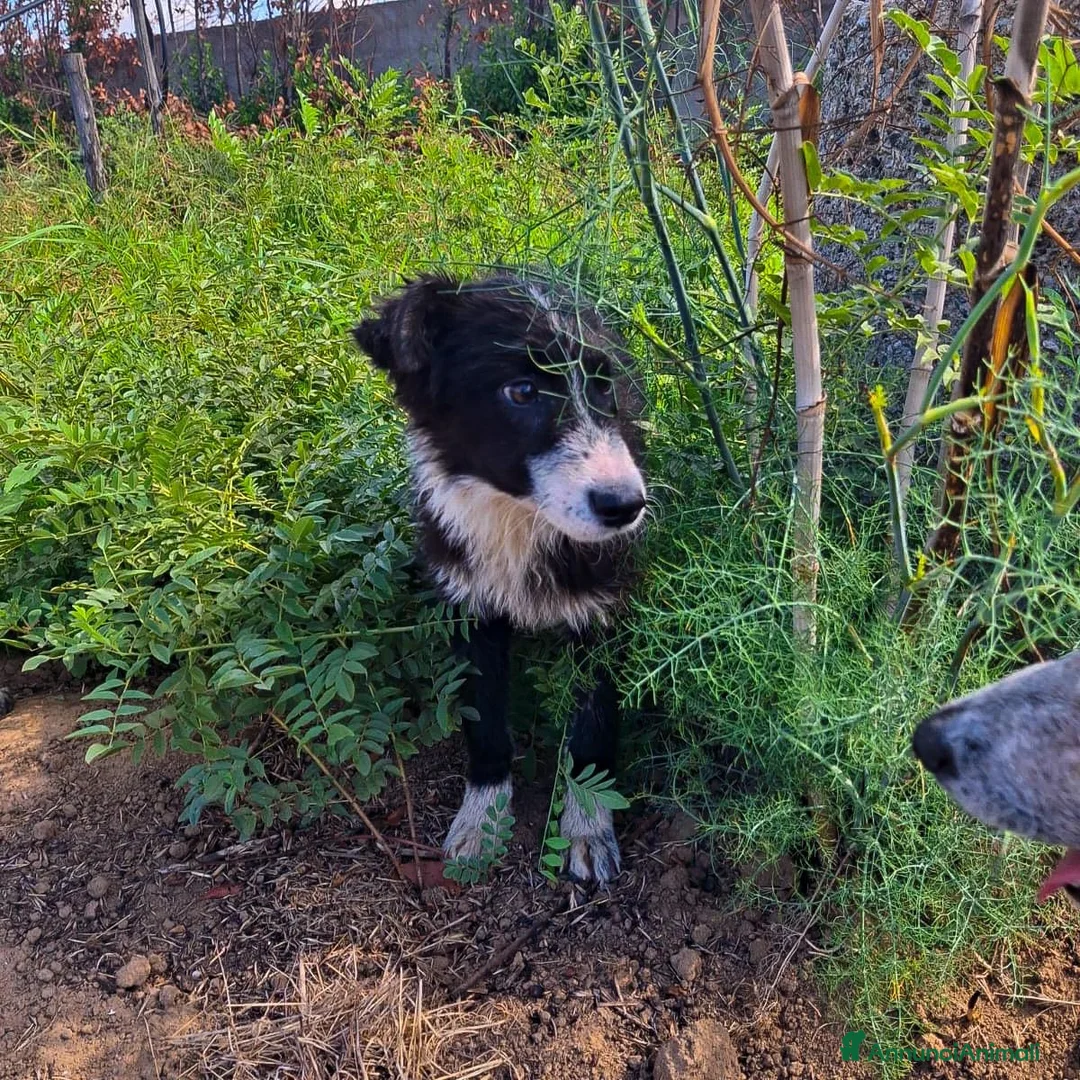 Meticcio cani in regalo: DRUSILLA 🩷 È ANCORA QUI. MA PERCHÉ? 🙏🏻 a Provincia di Macerata - Annuncio 8