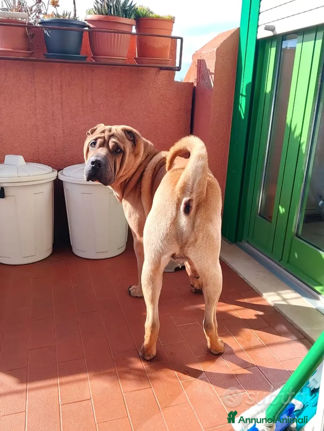 Shar Pei cani in regalo: REGALO SHARPEI  a Provincia di Pordenone - Annuncio 1
