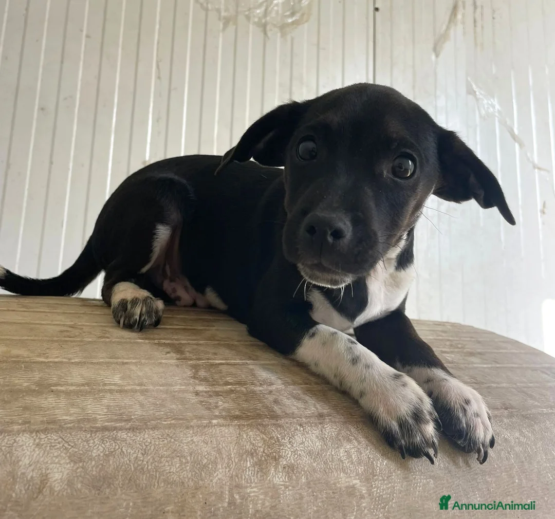 Meticcio cani in regalo: IL DOLCE LEON - Annuncio 7