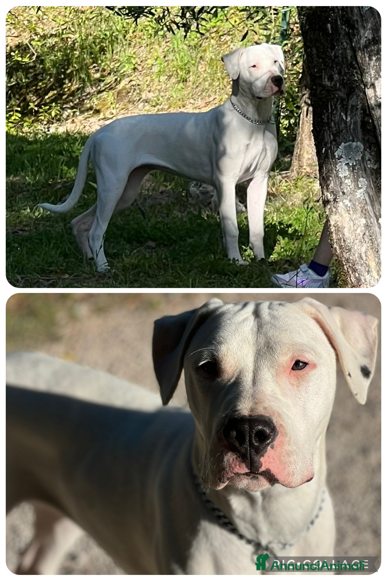 Dogo Argentino cani Cuccioli di alta genealogia di dogo argentino  - Annuncio 1