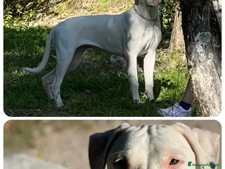Dogo Argentino cani Cuccioli di alta genealogia di dogo argentino - Annuncio 1