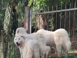 Pastore Abbruzzese Maremmano cani cuccioli e cuccioloni di pastore Abruzzese Mar. - Annuncio 6