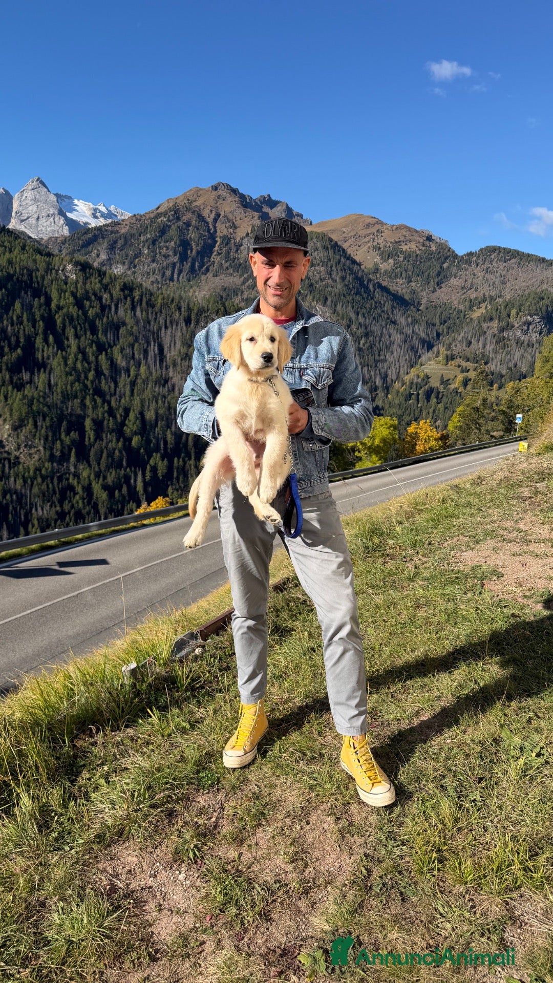 Golden Retriever cani Cuccioli di Golden Retriever  - Annuncio 1