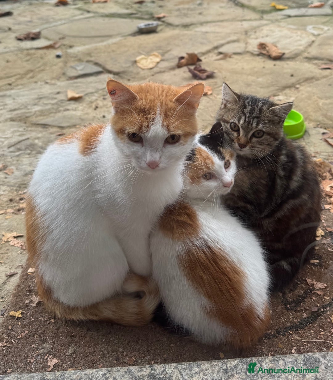 Altre razze gatti in regalo: Gattini di campagna - Annuncio 4