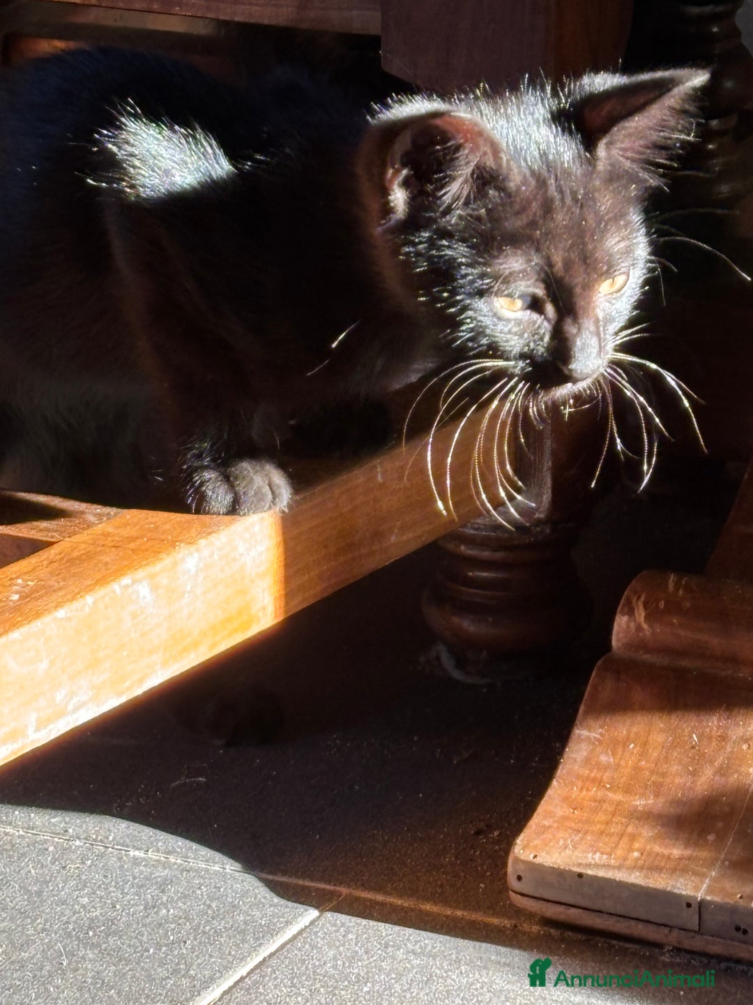 Altre razze gatti in vendita: 7 allegri batuffoli in cerca di casa a Province of Brescia - Immagine 37