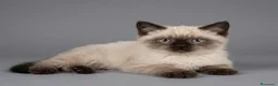 British gatti in vendita: Scottish stright  - Annuncio 2