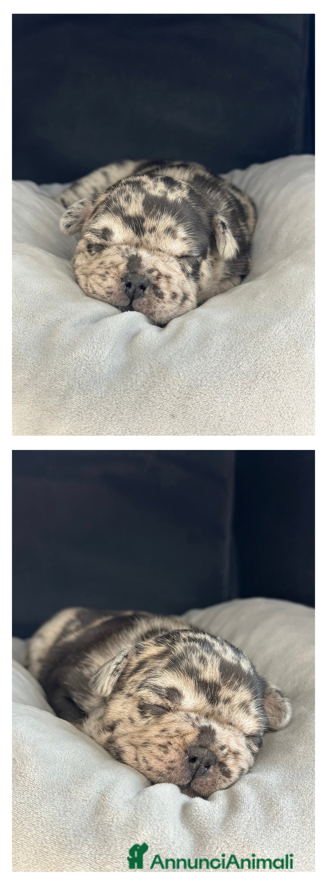 Bulldog Francese cani in vendita: Cuccioli Fluffy di Bulldog Francese - Annuncio 7