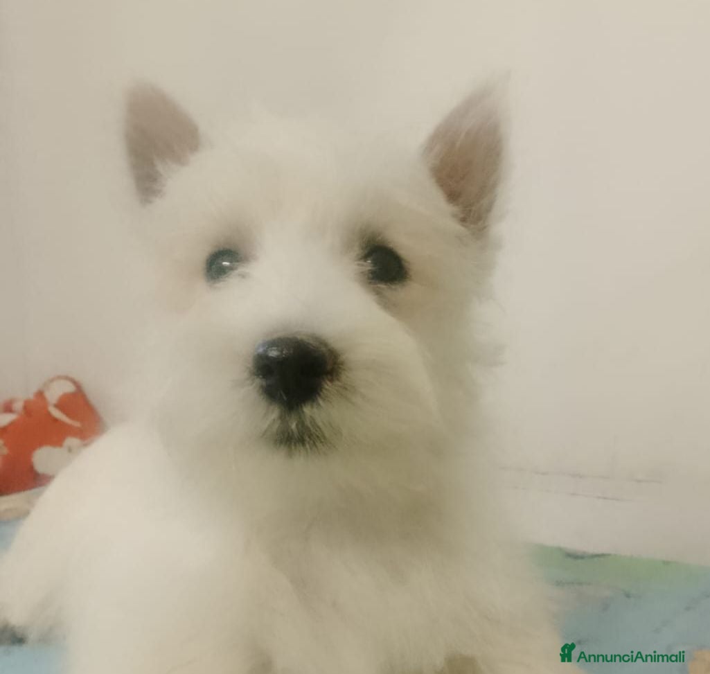 West Highland cani West Highland  - Annuncio 1