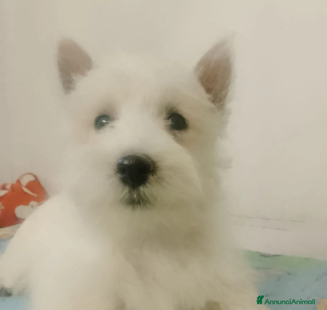 West Highland cani in vendita: West Highland  - Annuncio 1