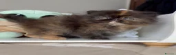 Persiano gatti in vendita: 🌸 Annarita Orietta🌸 - Annuncio 5
