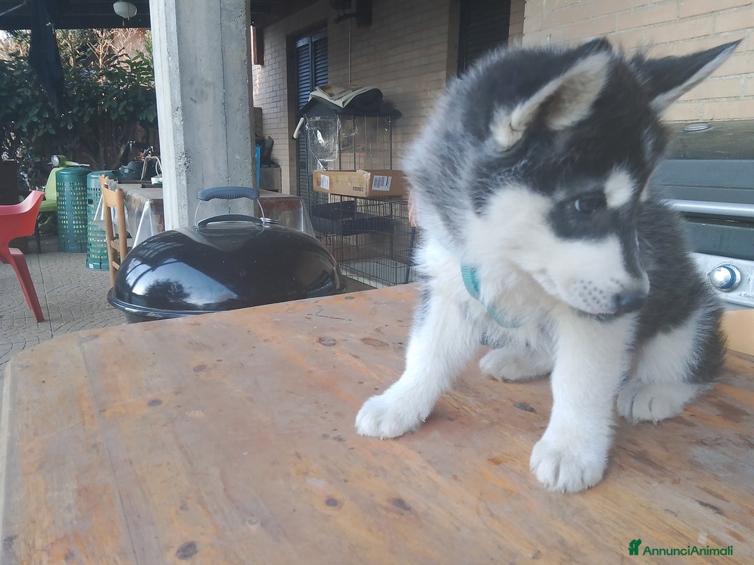 Husky cani in vendita: Cucciolo di siberian husky  - Annuncio 6