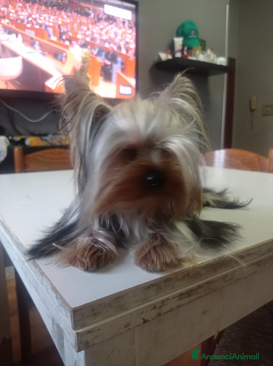 Yorkshire cani per accoppiamento: Cerco compagna  - Annuncio 4