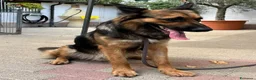 Meticcio cani in regalo: NEO BELLISSIMO PASTORE TEDESCO - Annuncio 7