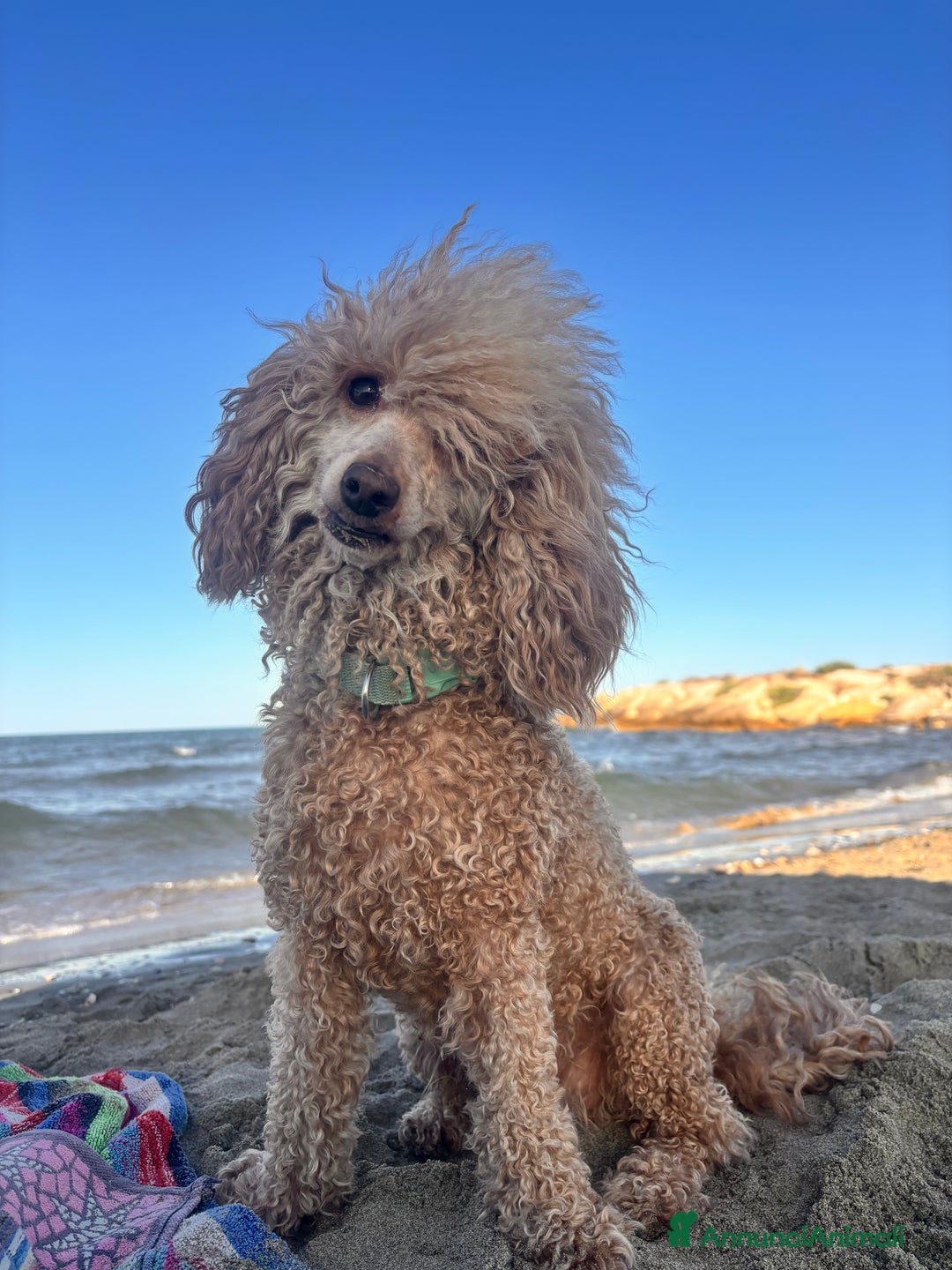 Barbone cani in vendita: Barbone - Annuncio 2