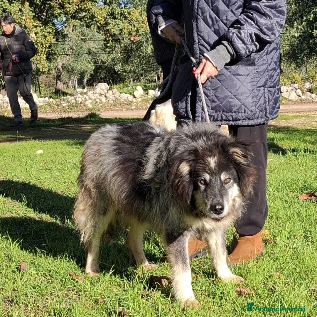 Meticcio cani in regalo: Nonno Nando Cerca Famiglia. Info Monica 3890238584 - Annuncio 8