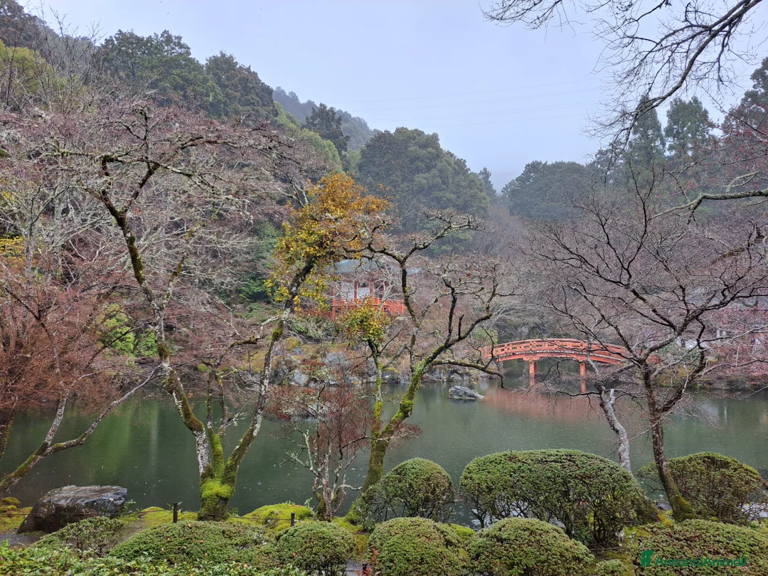 Meticcio cani in regalo: Meticci dimenticati da tutti  a Provincia di Pavia - Annuncio 2