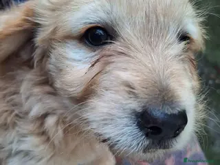 Labrador cani Cucciola incrocio labrador - Annuncio 1