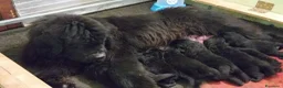 Terranova cani in vendita: Terranova  - Annuncio 2