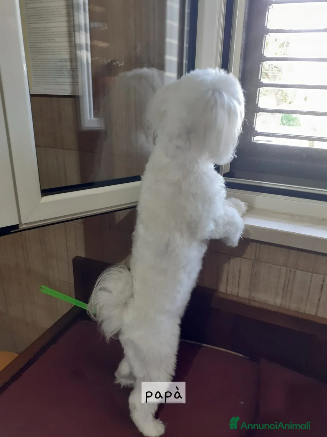 Maltese cani in vendita: Cuccioli maltesi - Annuncio 2