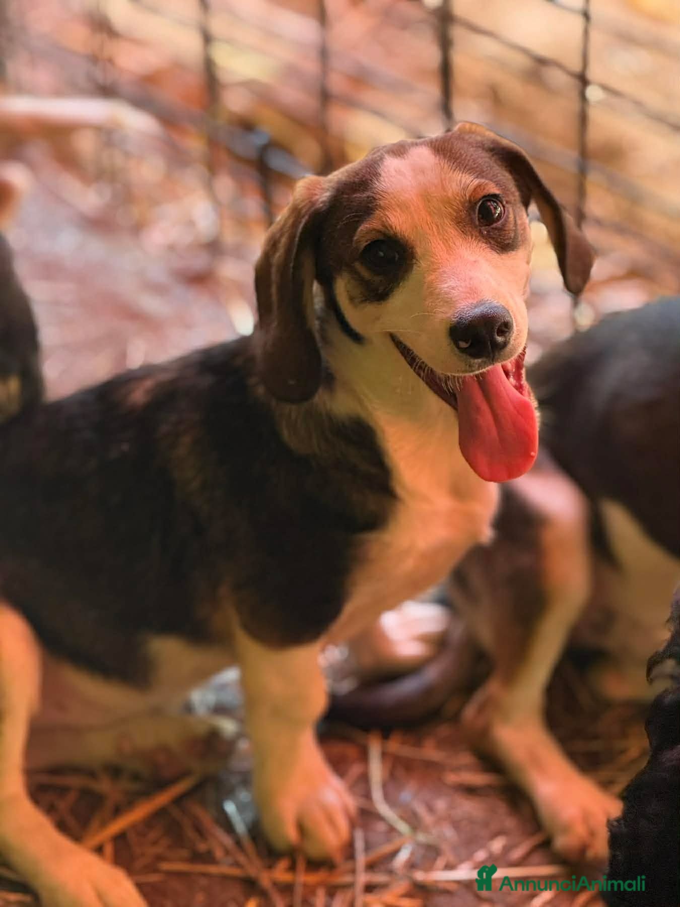 Meticcio cani FRODO, affettuoso cucciolo TG PICCOLA vi aspetta! - Annuncio 8